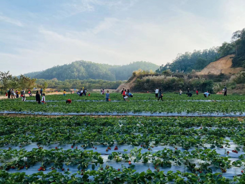 九龍生態(tài)園7月、8月水果采摘有哪些